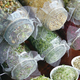 Illustration for article titled And now, there are no sprouting seeds for sale at Sprouts